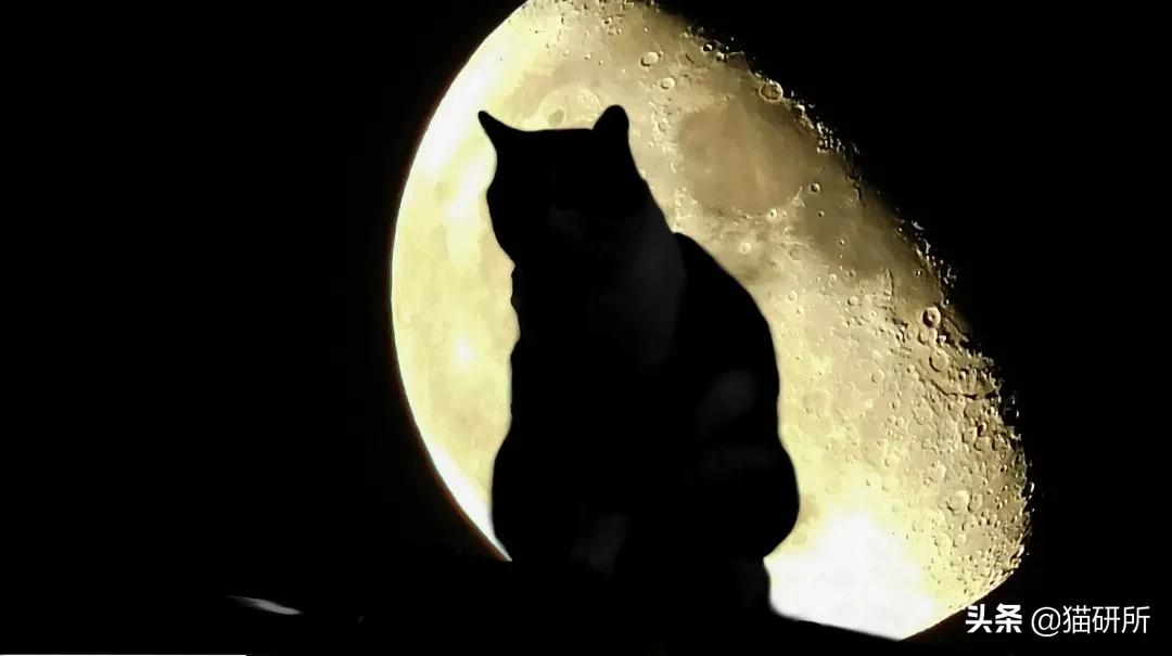 有关猫的谣言有哪些,关于猫的谣言