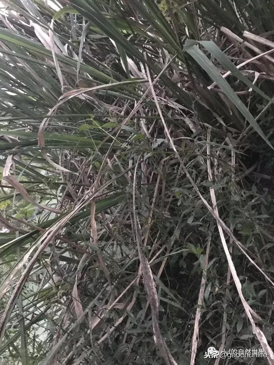 草龟难养,养草龟笔记