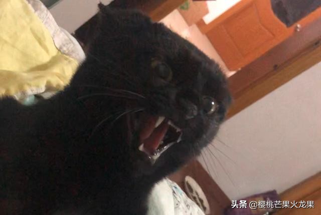 猫咪被蜜蜂刺到嘴里,猫咪被蜜蜂扎到嘴了一直吐