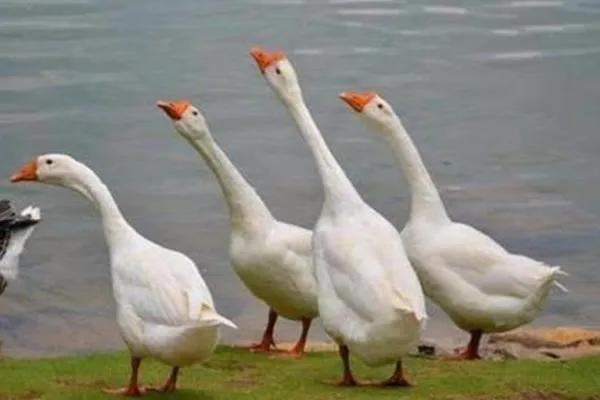 鹅的养殖技术与经济效益,鹅的养殖技术和鹅饲料公司地址