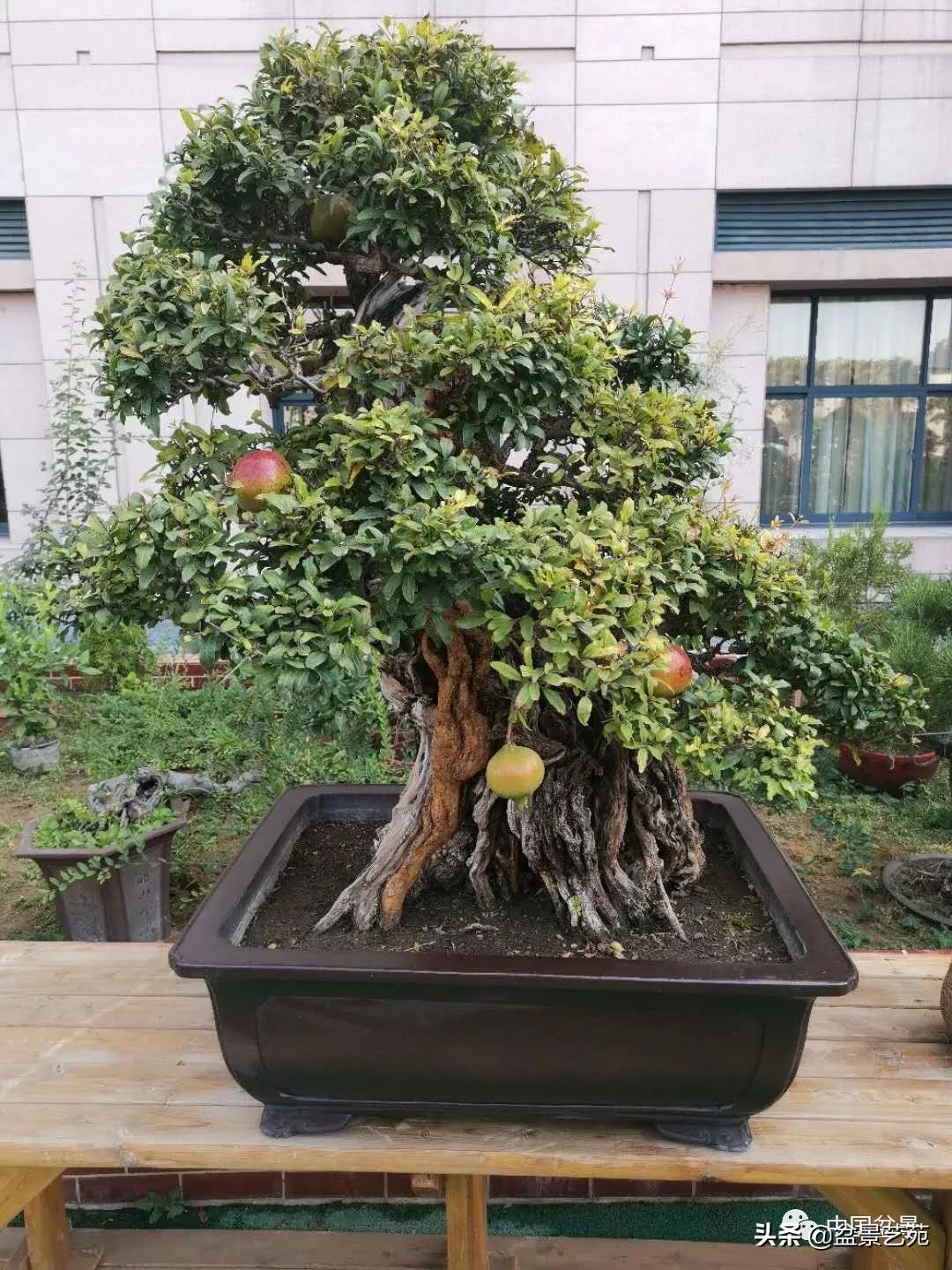 涓浗钁楀悕鐩嗘櫙澶у笀绮惧搧鐩嗘櫙,鐩嗘櫙鑹烘湳瀹跺拰鐩嗘櫙鑹烘湳澶у笀