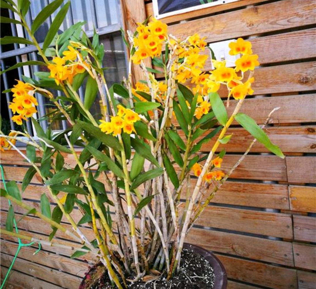 这8种花你不要乱浇水,新手种花品种推荐