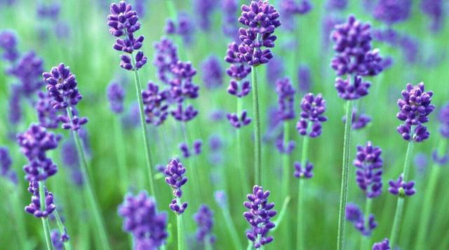 紫色好看的花有哪些,紫色花的魅力