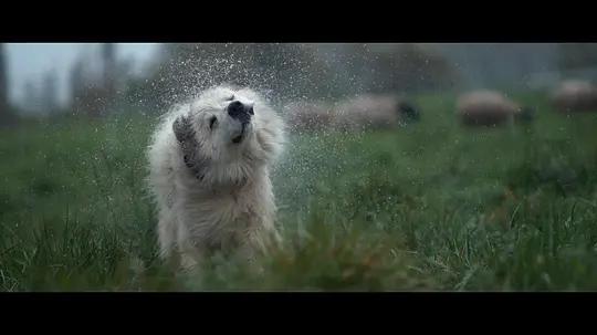 不用农药，让超1000种动植物生态平衡，这次美国人真的做到了