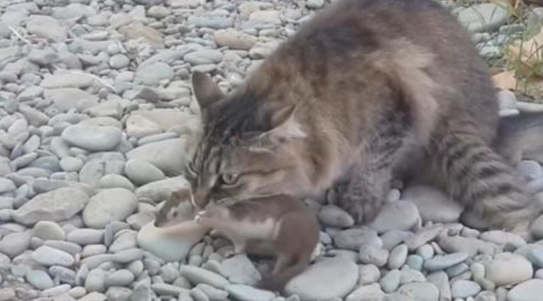 黄鼠狼与猫的战斗,黄鼠狼和猫谁抓老鼠厉害