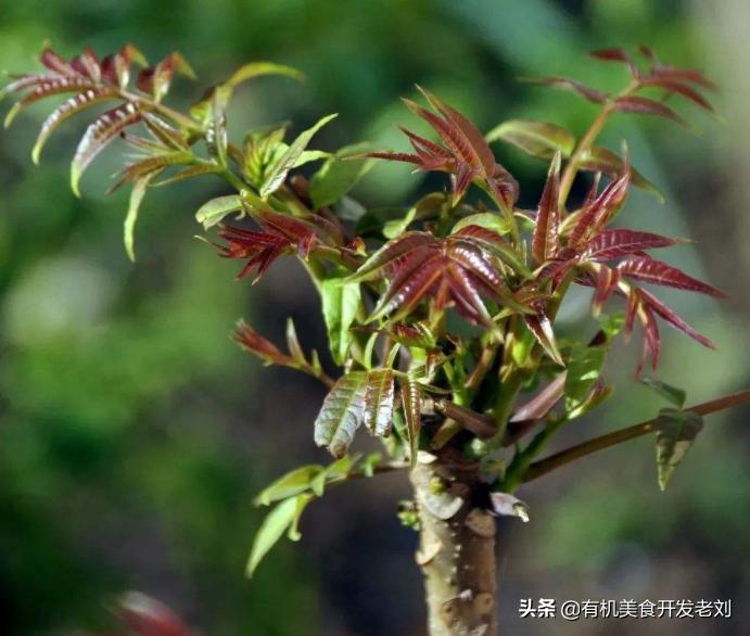 知乎有个小院,种点什么树好哪