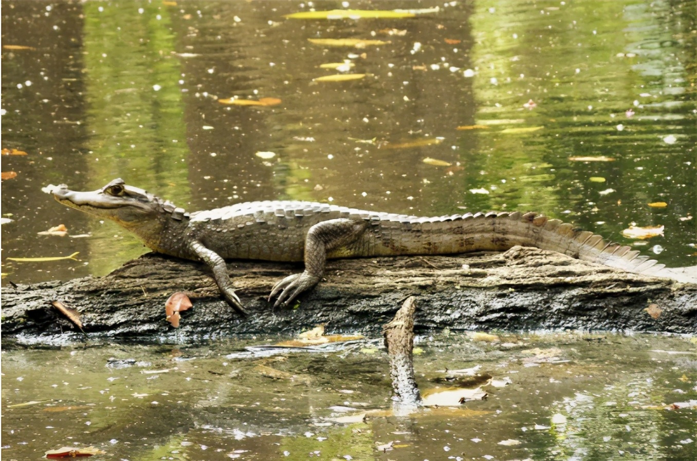 你知道乌龟为什么能活这么久吗,乌龟不用吃东西它也能活下来吗