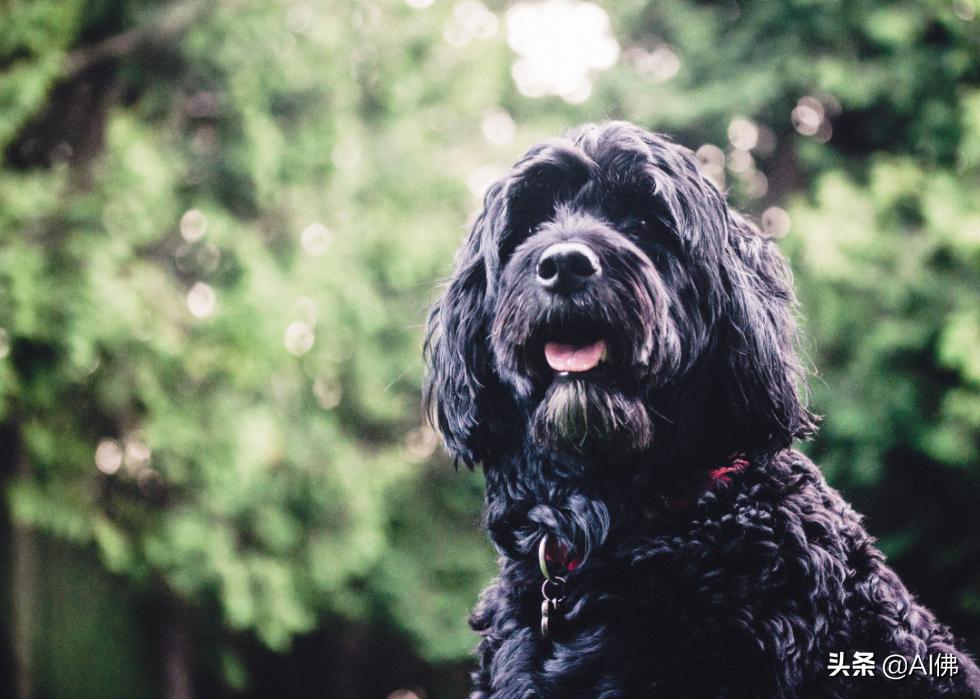 最古老的十大犬种,犬种历史的起源