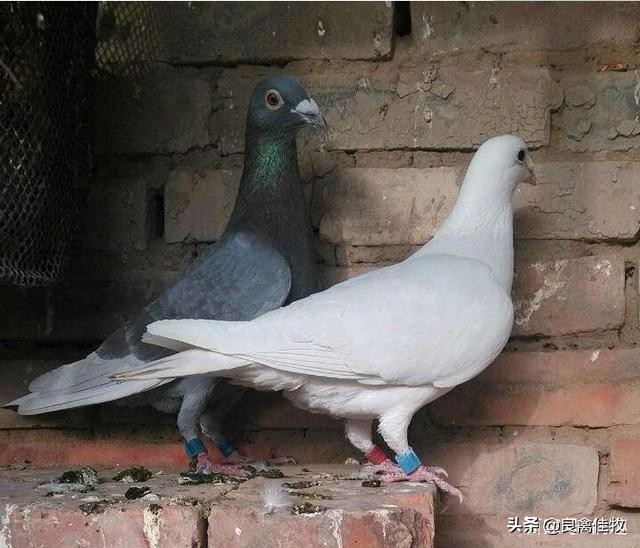 鸽子的常见疾病及治疗方法,鸽子常见疾病及治疗方法大全