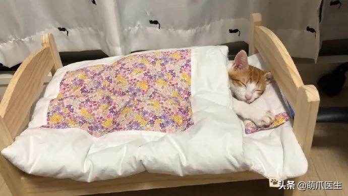 猫睡相太丑,因为猫样子丑所以被遗弃