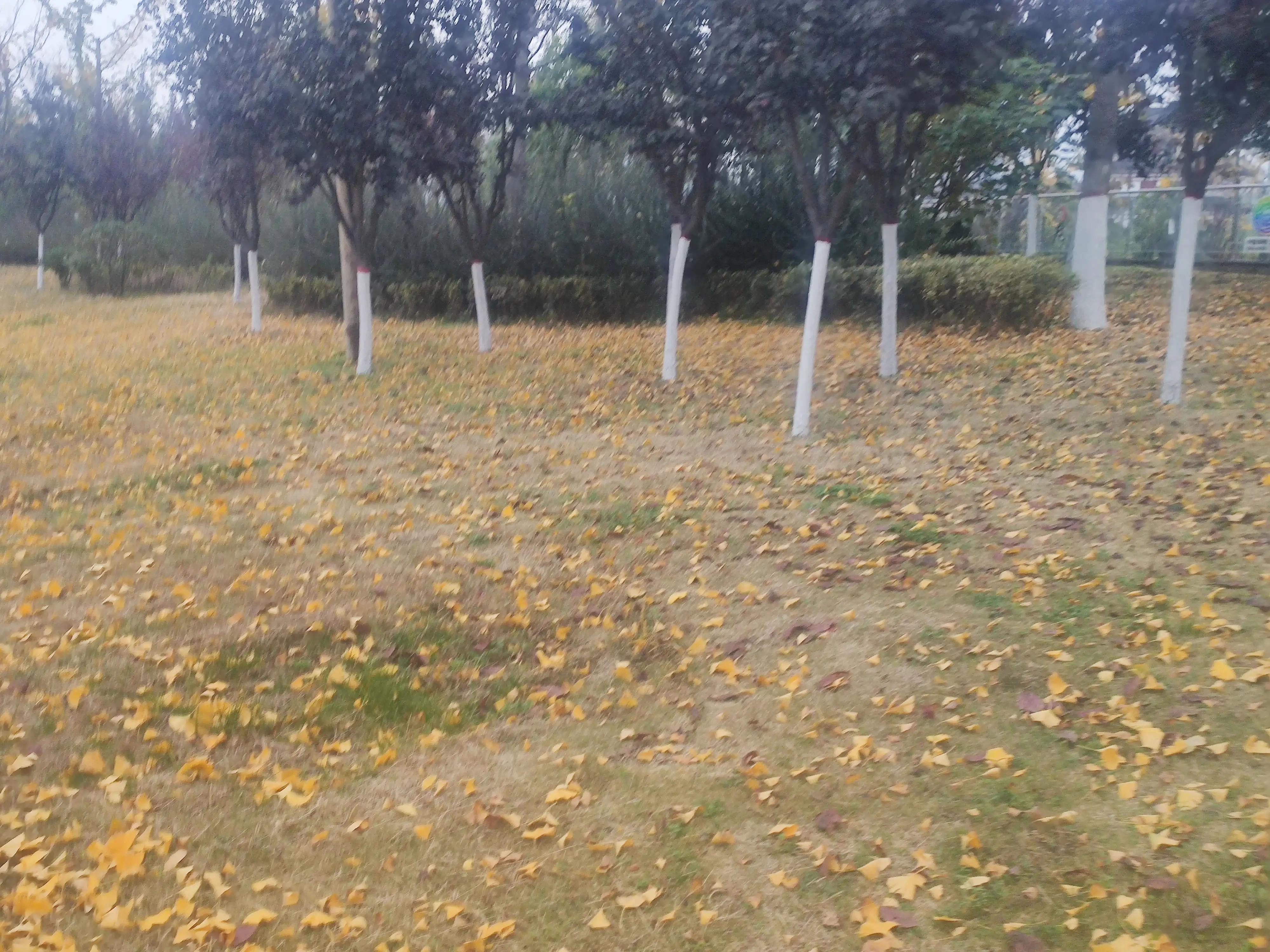 落叶西风,落叶西风知乎