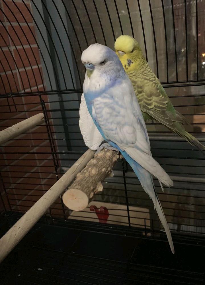 大头鹦鹉和虎皮鹦鹉哪个价格高,大头虎皮鹦鹉多少钱