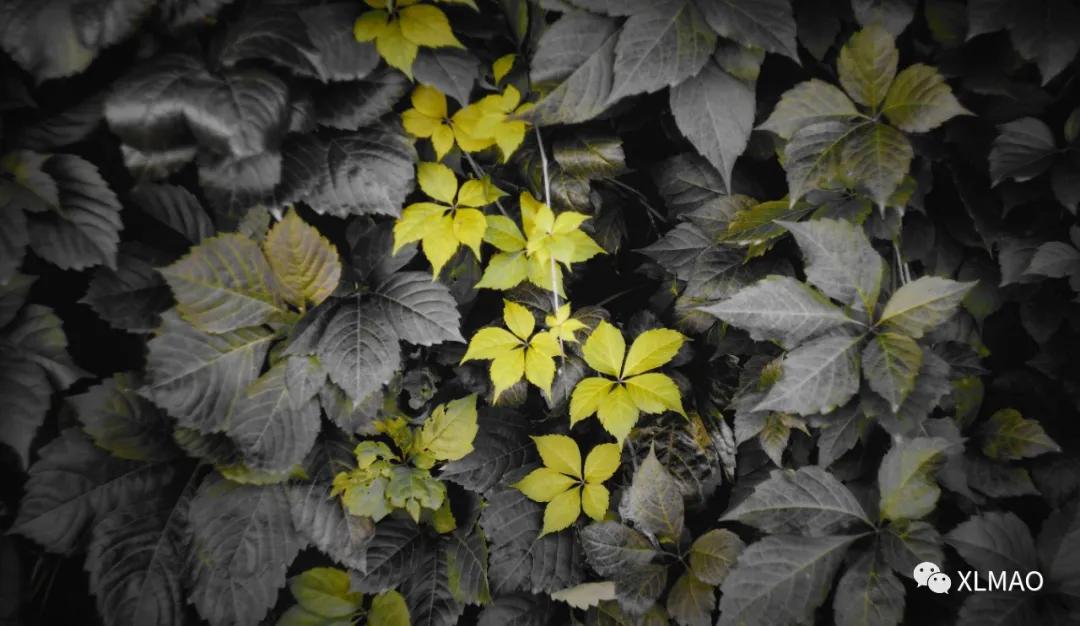 摄影爱好者的拍摄题材,一名业余摄影爱好者的简介