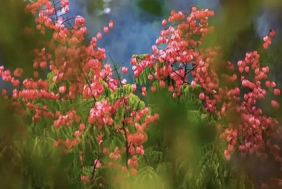 绉嬫棩绗旇鐩存挱,绉嬫棩绗旇