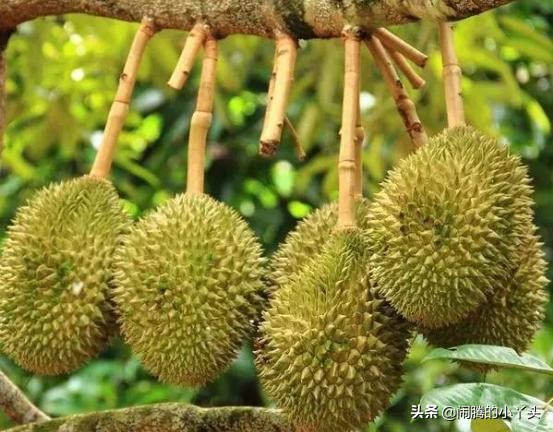 榴莲开花很漂亮,榴莲鲜花白色