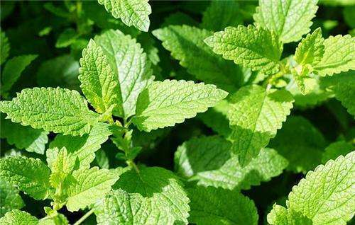 5月蚊虫可真多，卧室摆上几盆花，虫子跑光光，睡觉更舒服！