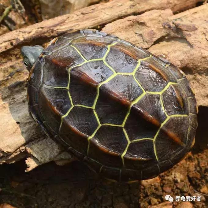上班族副业养龟挣钱吗,上班族适合养什么乌龟