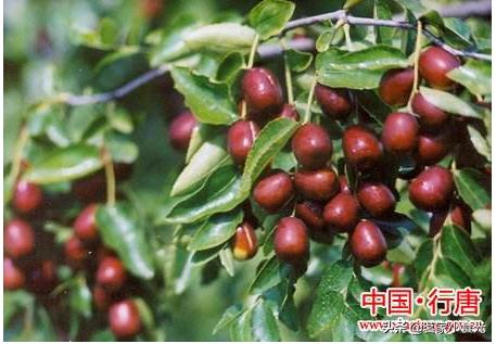 石家庄的特产小吃有哪些可以带,来到石家庄必须尝尝石家庄的特产