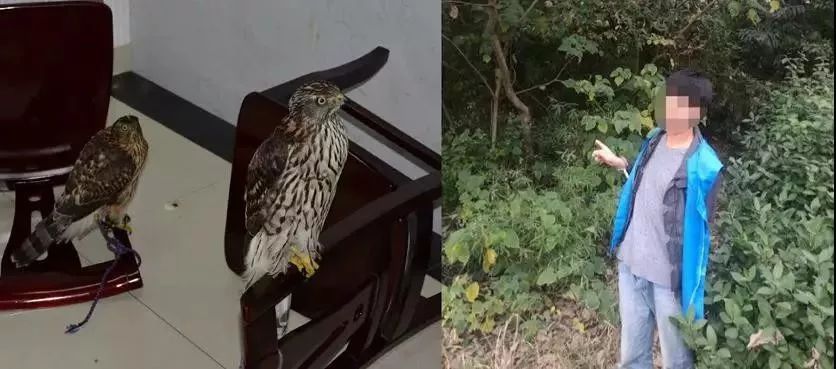 男子贩卖国家二级保护动物被刑拘,男子捕捉野生猫被拘留