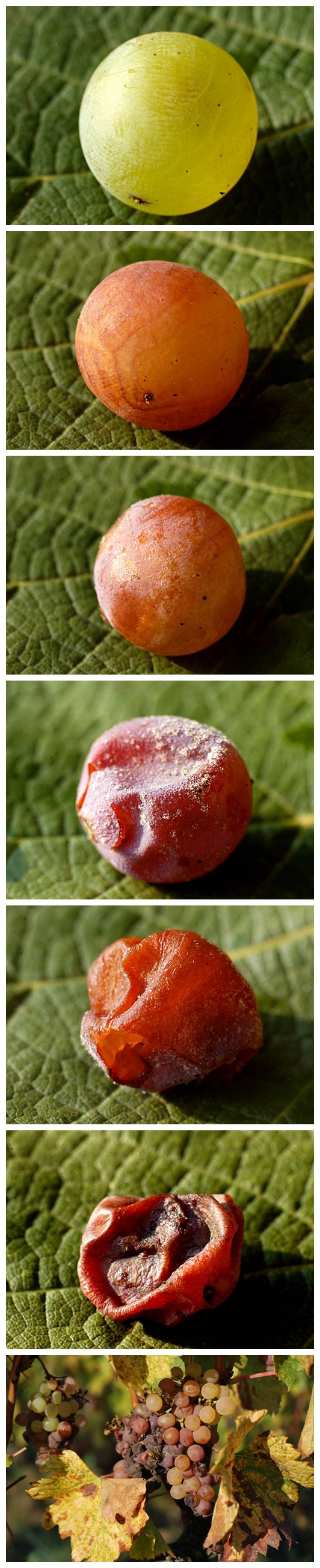 好看又好喝的自酿甜酒,有的甜酒特别甜