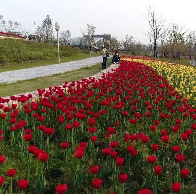 清明小长假，阜城周边踏青赏花攻略！