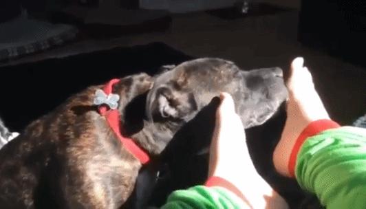 狗狗爱舔自己的脚是怎么回事,狗狗喜欢舔自己的脚是什么原因