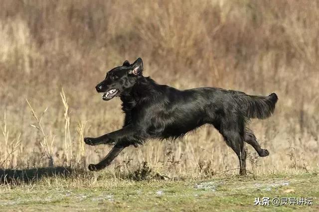 狗狗在休息中惊醒狂吠救主人一命,宠物狗深夜狂叫救了主人一命