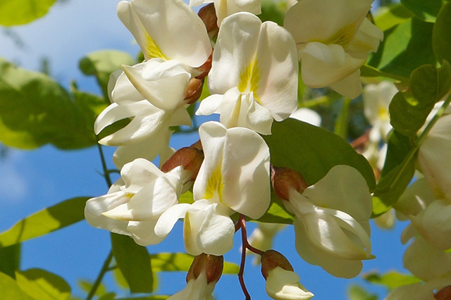 沈阳市赏花著名景点有哪些,沈阳市赏花著名景点在哪