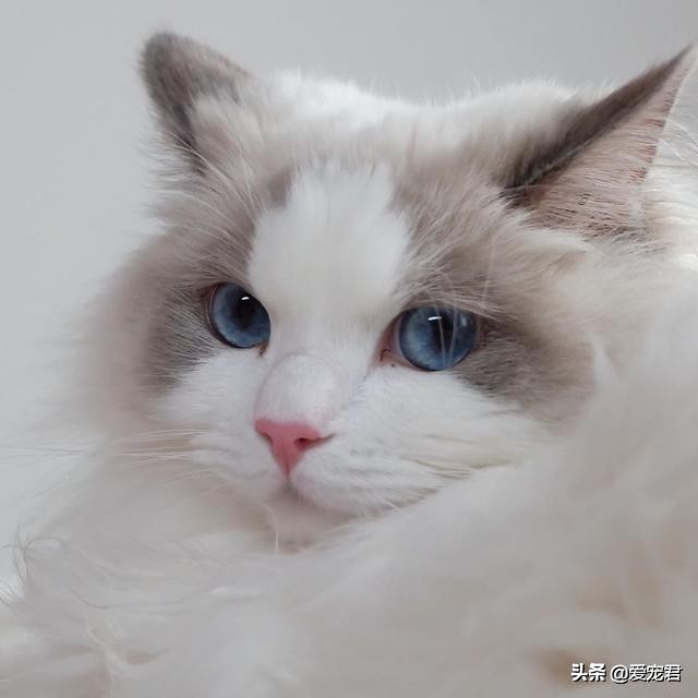 比较忙没有时间陪猫咪,经常上班没空陪猫咪可以吗