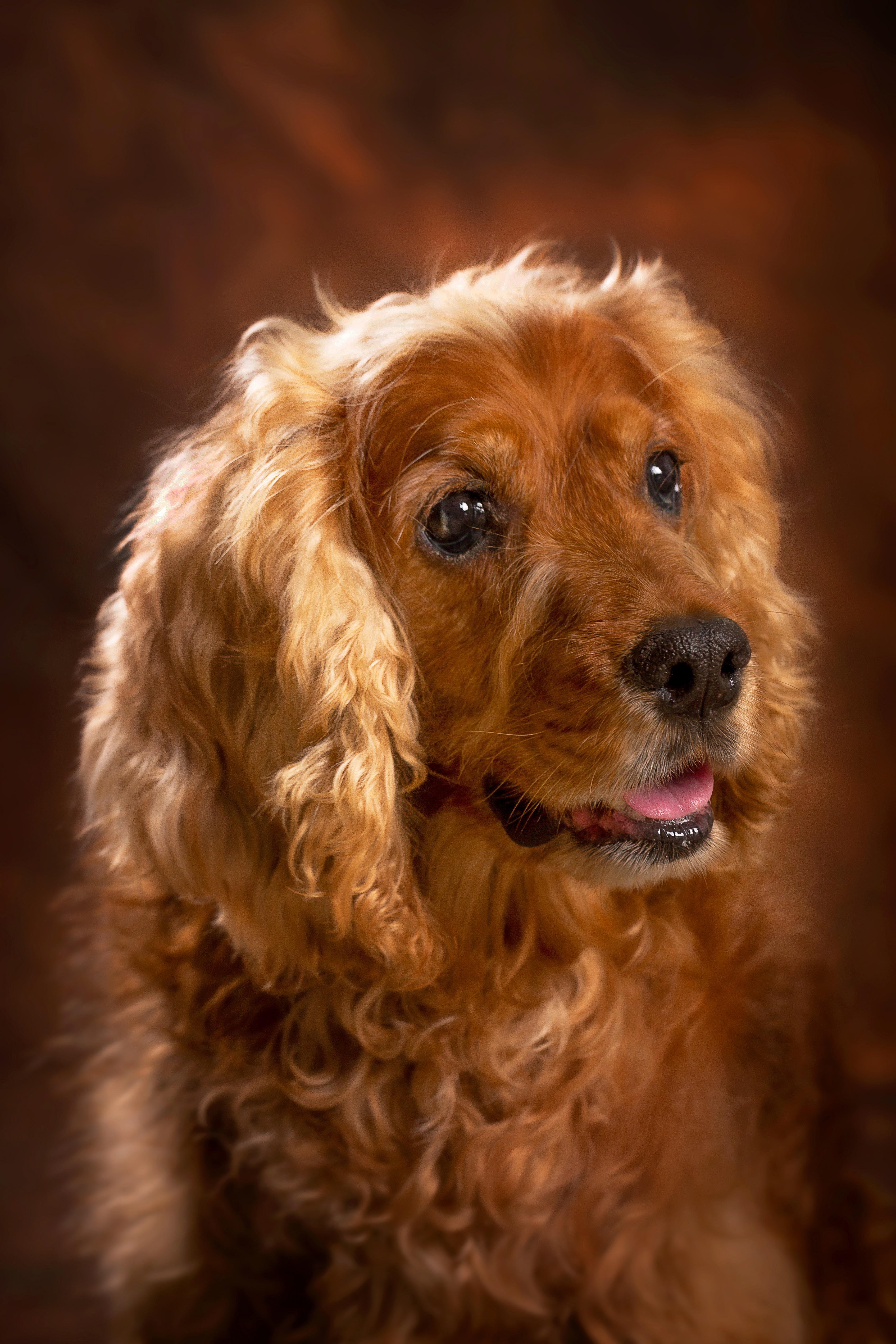 你会给宠物花多少钱,怎样拍宠物写真