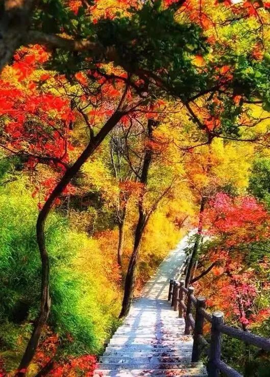 西安自驾秦岭秋色最好的地方,西安自驾一日游的绝佳去处秦岭