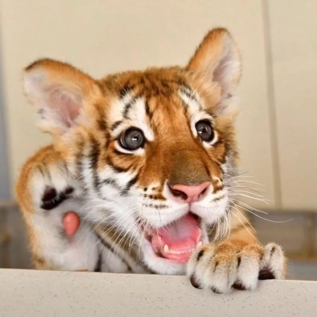 橘滋脏话男士香水100ml,橘滋脏话男士香水正品报价