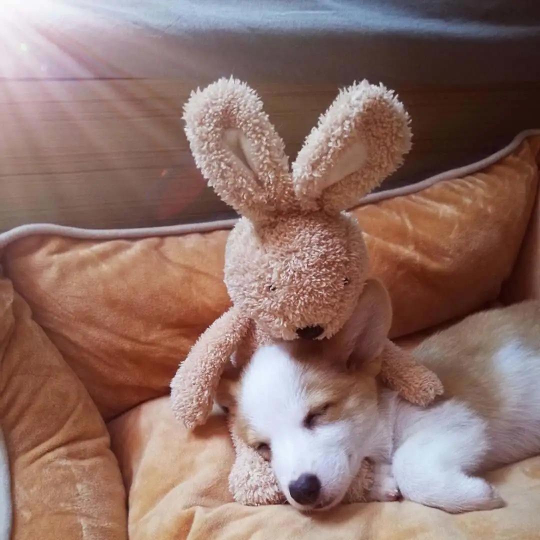 模仿狗狗睡姿,分享下你家狗子的睡姿