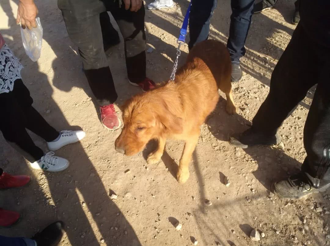 狗市：女子出售小眼金毛报价700元，你喜欢这样的金毛吗？