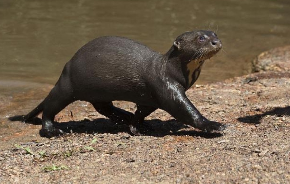 亚马逊丛林有哪些特点,亚马逊雨林有多恐怖颠覆你的三观