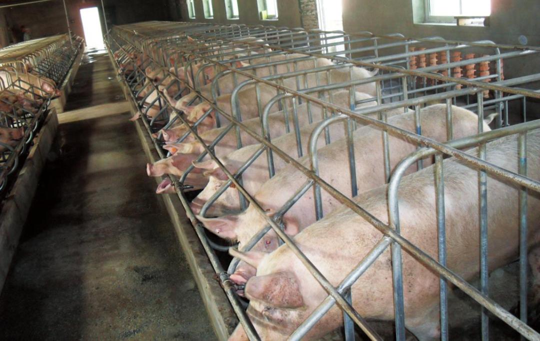 养猪黑科技,养猪智能黑科技