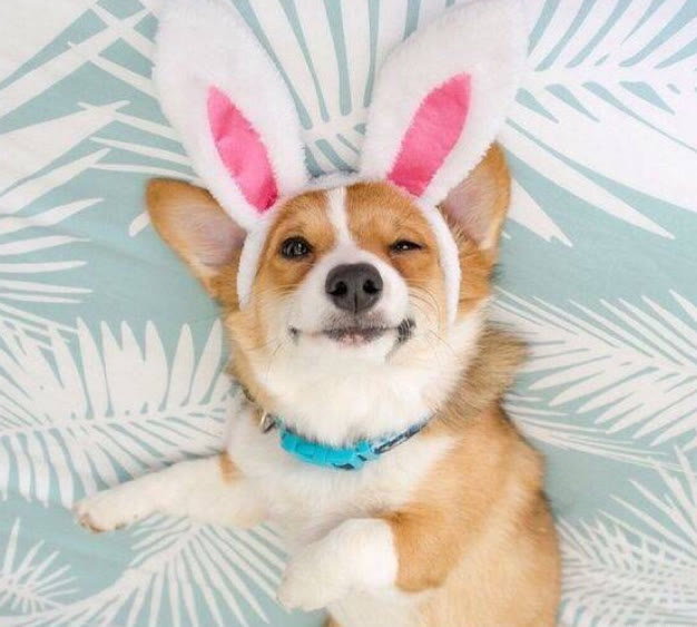 柯基狗粮如何搭配好吃又营养,柯基狗粮怎么养好吃又简单