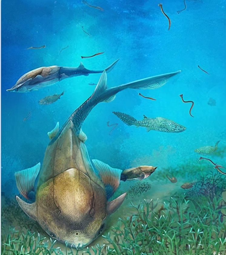 海洋生物的进化发展史,海洋生物演化过程