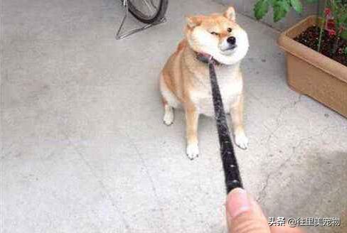 带狗狗出门狗狗趴地上,带狗狗遛弯刚出门就要往家走