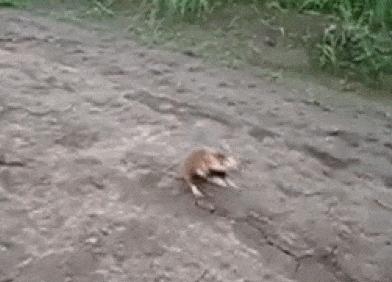 因为人类大量种植玉米，可爱的小动物吃掉了自己的孩子