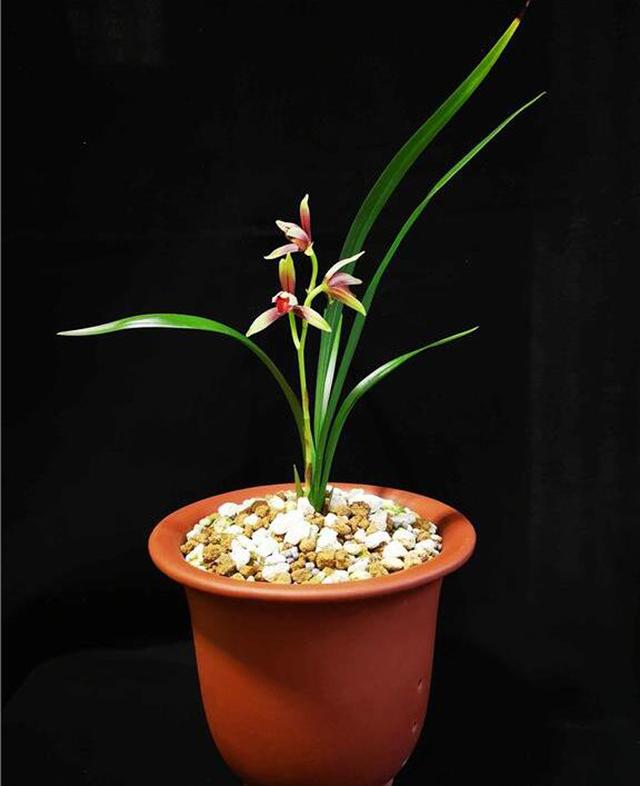 单苗兰花怎样养护,单苗兰花复壮