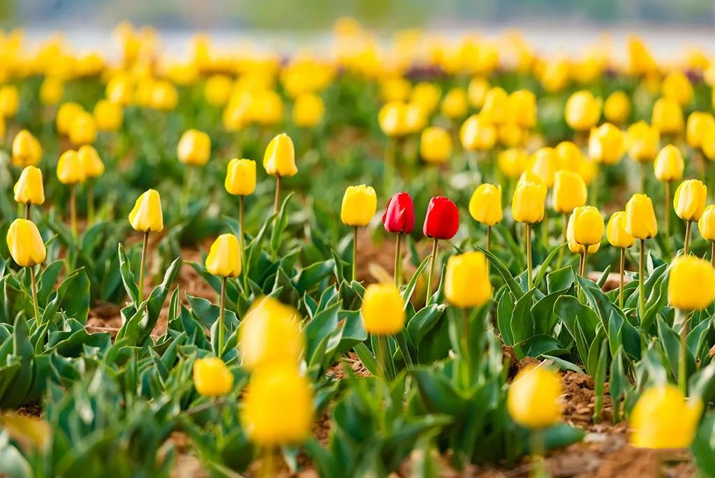 郁金香济南哪里最好,济南万象城郁金香