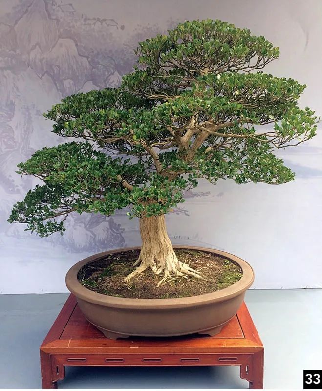 盆景修行,学习盆景技术最好的书