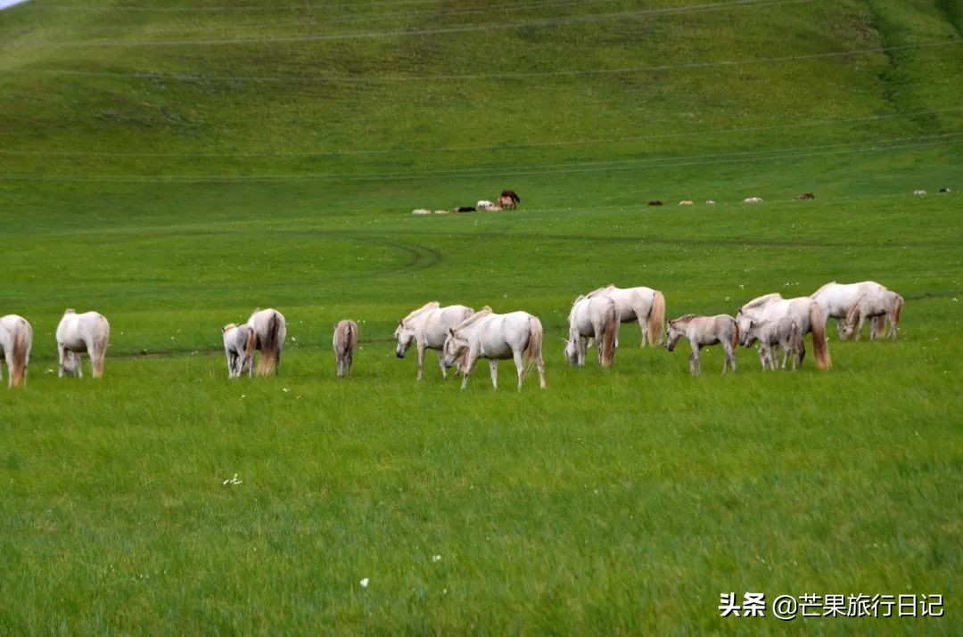 内蒙古最东边的草原,内蒙古真正的草原在哪里