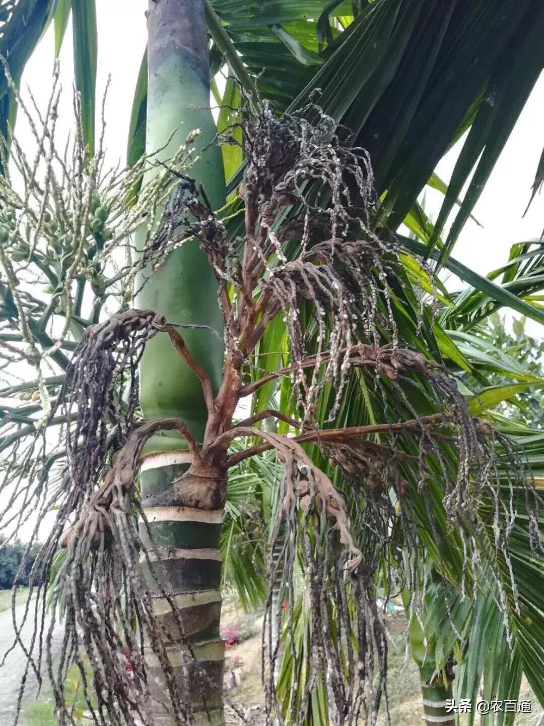 槟榔花穗脏脏的打什么药,槟榔穗枯病怎样造成的