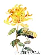 孙惠芬庄河口音,庄河口音孙惠芬专场