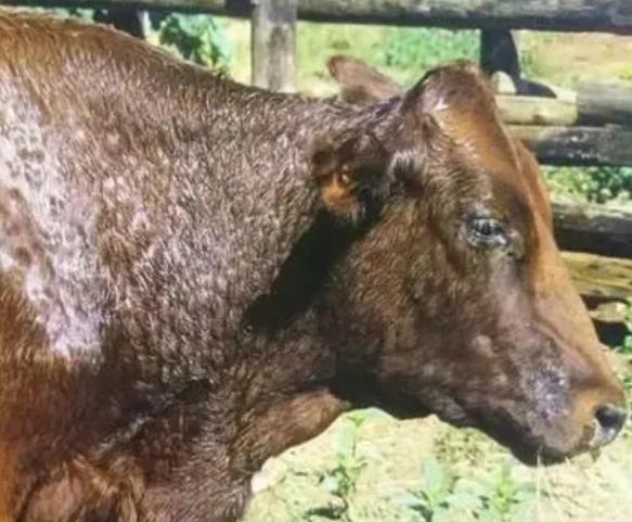 牛流鼻涕如何防治,牛流鼻涕怎么回事