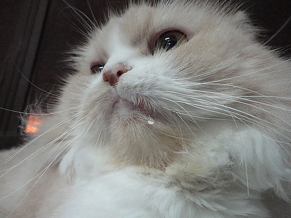 猫咪流口水是不是食物中毒,猫咪流口水还发臭应该吃什么药