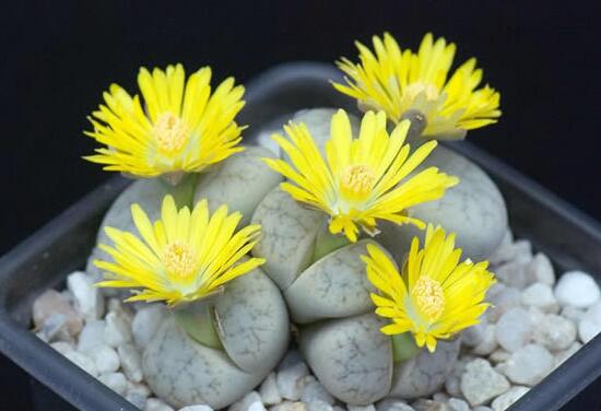 生石花怎么养,生石花的养殖方法和注意事项