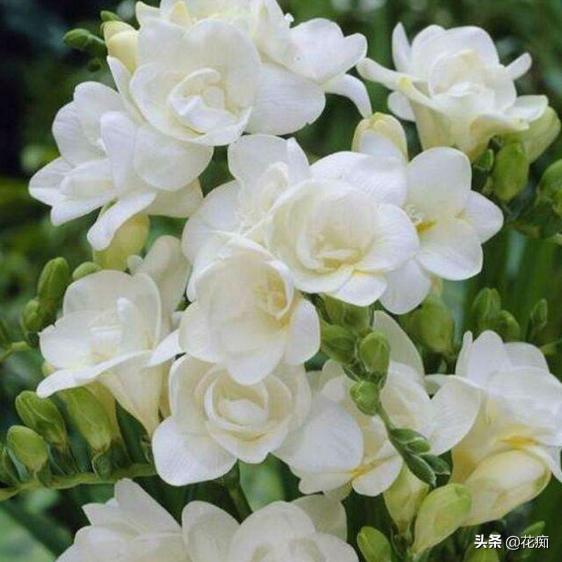 秋天栽兰花多久服盆,秋天种百合多久可以开花